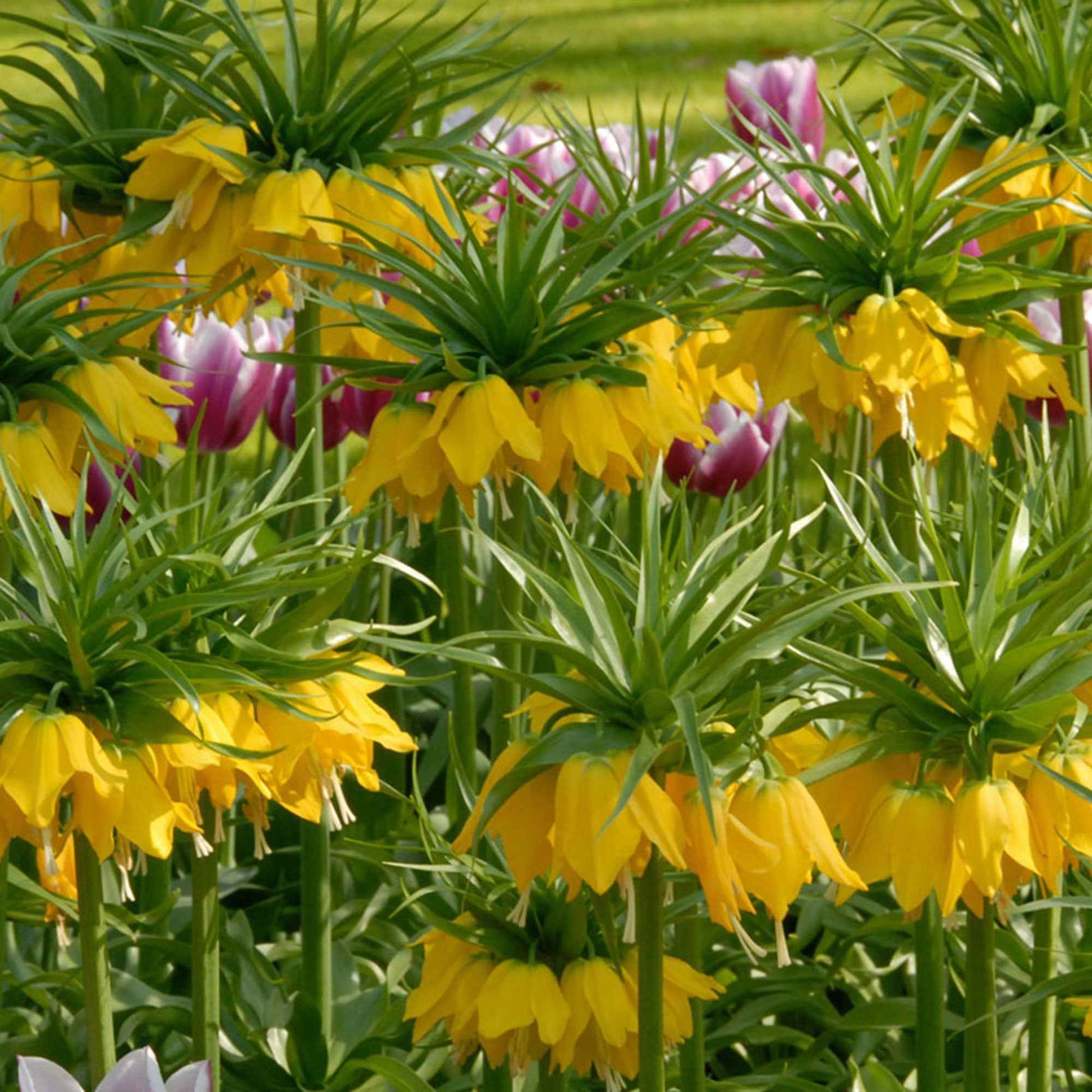 2x Fritillaire impériale Fritillaria 'Lutea' jaune - Bulbes d'été