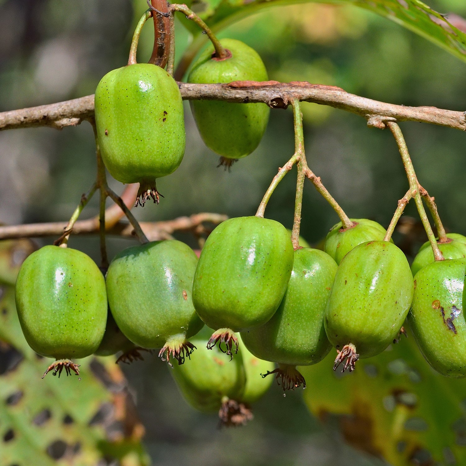 Actinidia arguta - Kiwi de Sibérie