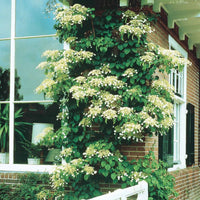 Bakker - Hortensia grimpant - Hydrangea anomala petiolaris