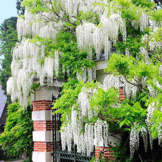 Glycine blanche - Arbustes