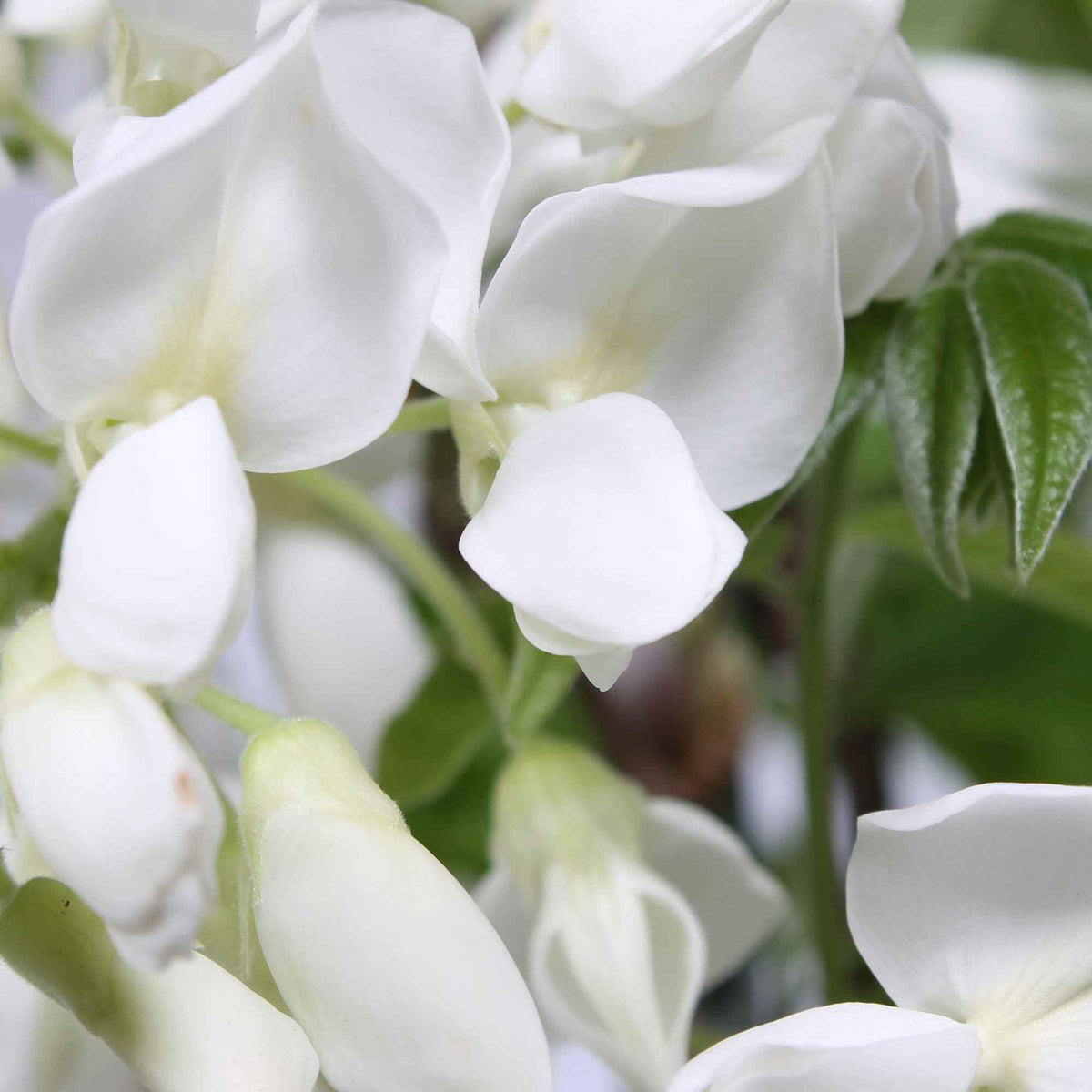 Glycine blanche - Wisteria sinensis alba - Bakker