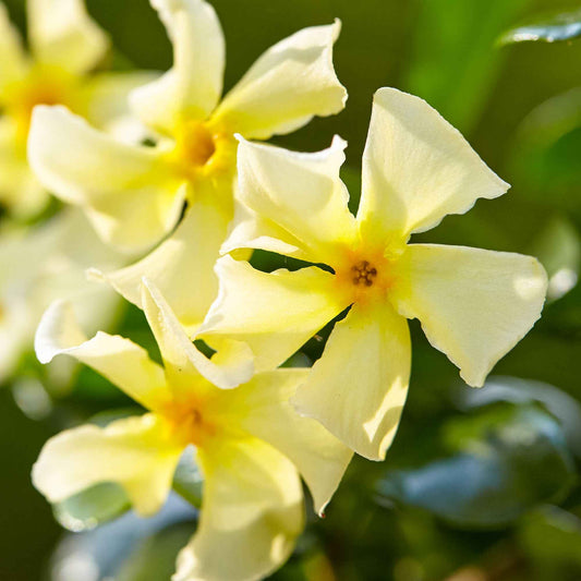 Jasmin étoilé 'Star of Toscane' - Caractéristiques des plantes