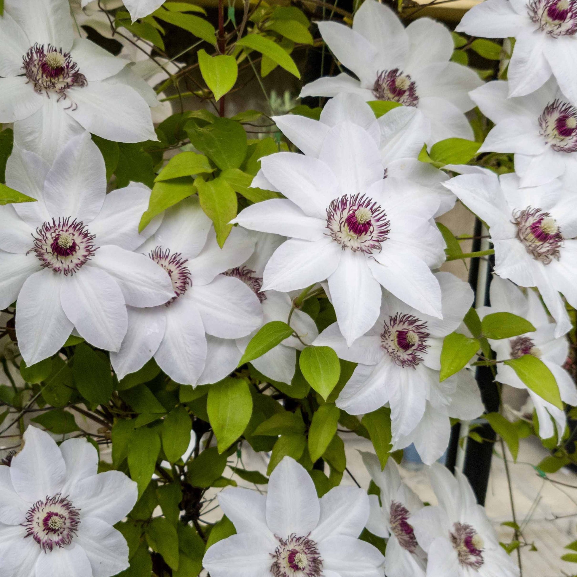 Clématite 'Miss Bateman' - Clematis miss bateman - Bakker