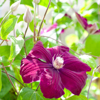 Clématis Rouge Cardinal - Clematite 'Rouge Cardinal' - Clématite
