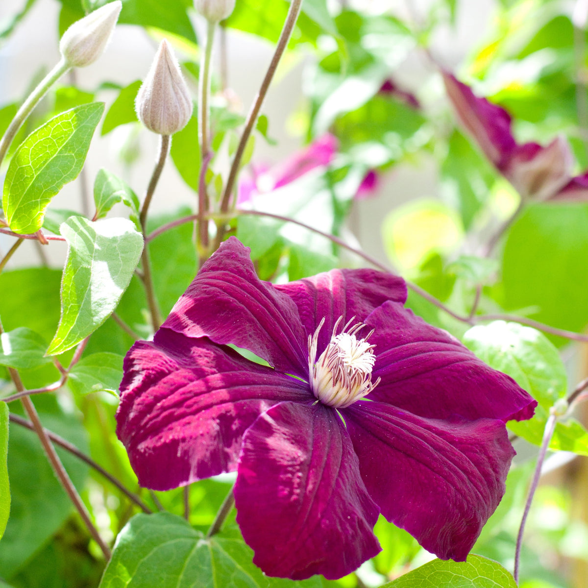 Clématis Rouge Cardinal - Clematite 'Rouge Cardinal' - Clématite