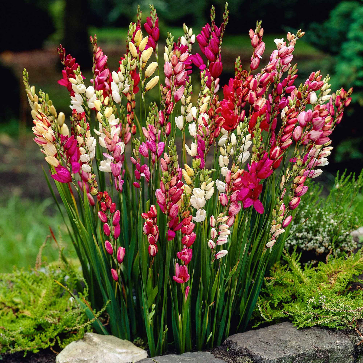 Ixias en mélange - Ixia - Bakker
