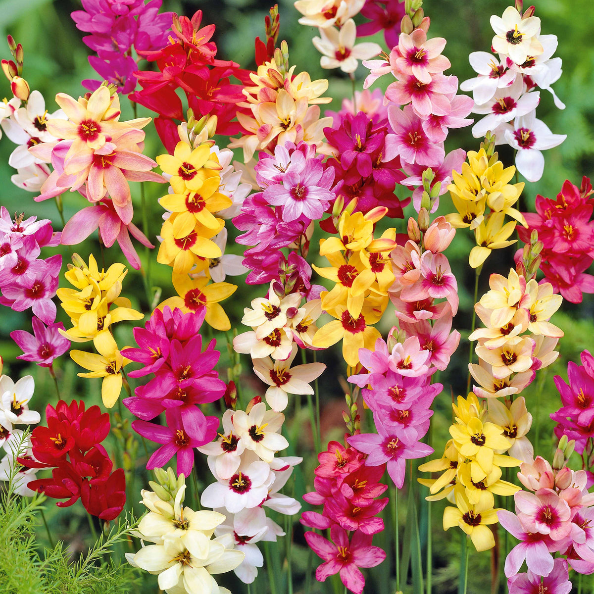 Ixia - Ixias en mélange - Mélange de bulbes