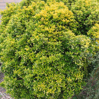 3x Fusain du Japon 'Microphyllus Aureovariegatus' - Arbustes