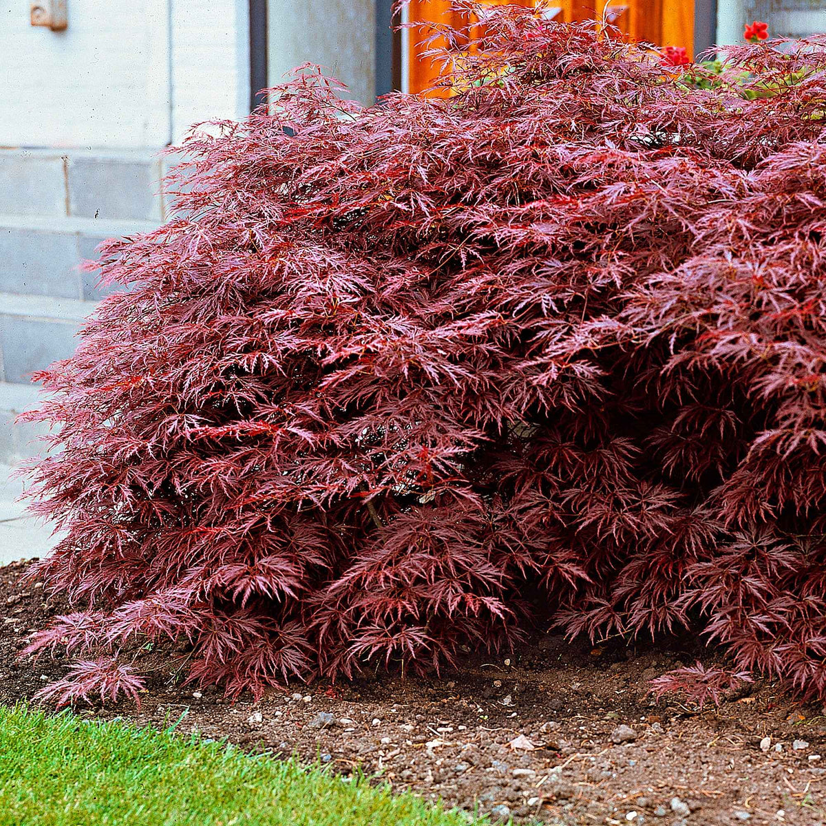Vente Collection de 3 arbustes pour jardin japonais