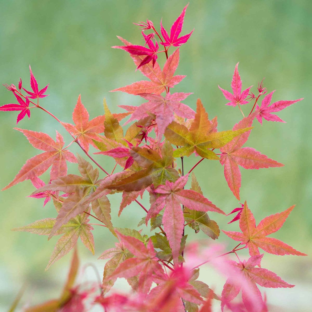 Erable japonais 'Beni-maiko' - Acer palmatum Beni Maiko - Bakker