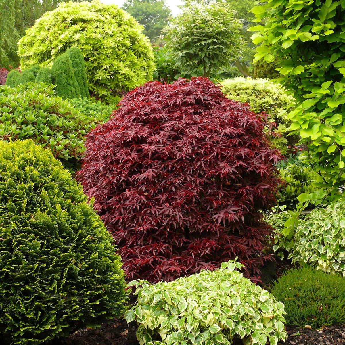 Érable du Japon - Érable du Japon 'Shaina' - Acer palmatum Shaina