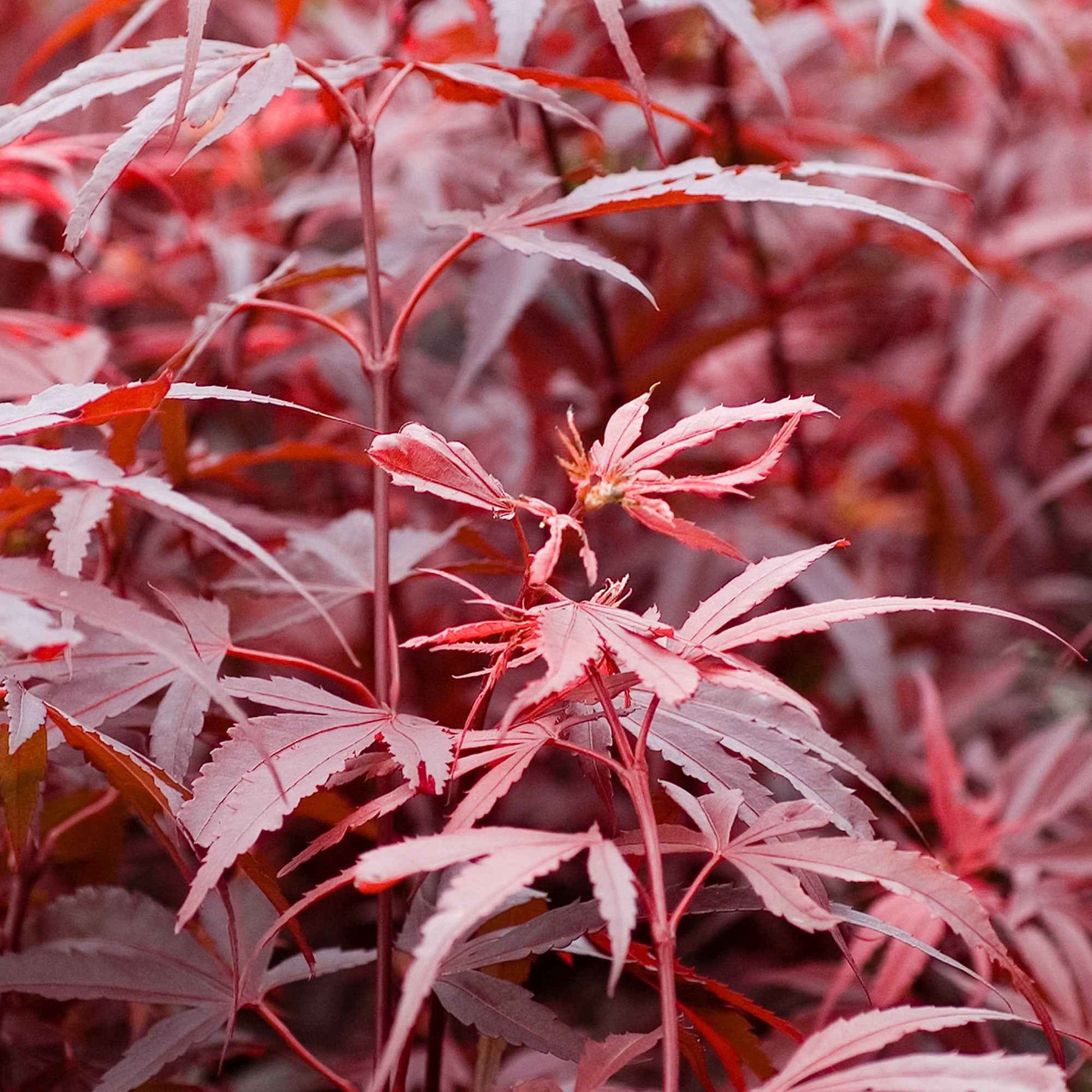 Érable du Japon 'Shaina' - Espèces de plantes
