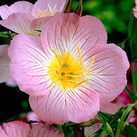 Oenothère Siskiyou Pink - Plantes rustiques