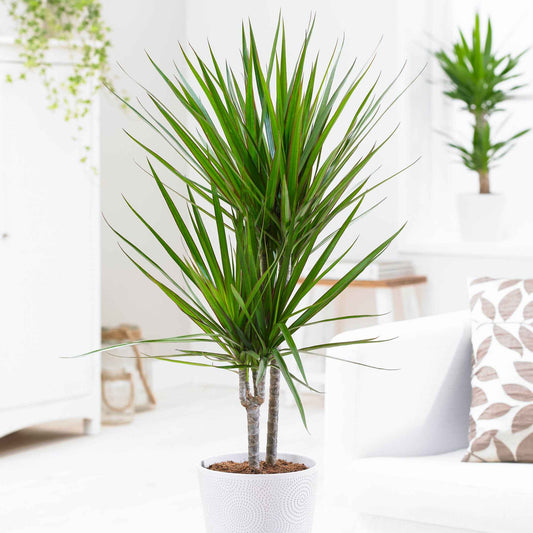 Dragonnier Dracaena marginata - Bakker