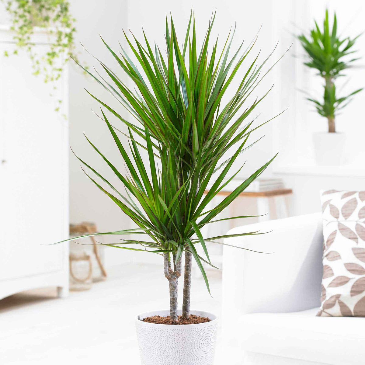 Dracaena marginata - Dragonnier Dracaena marginata - Dracaena