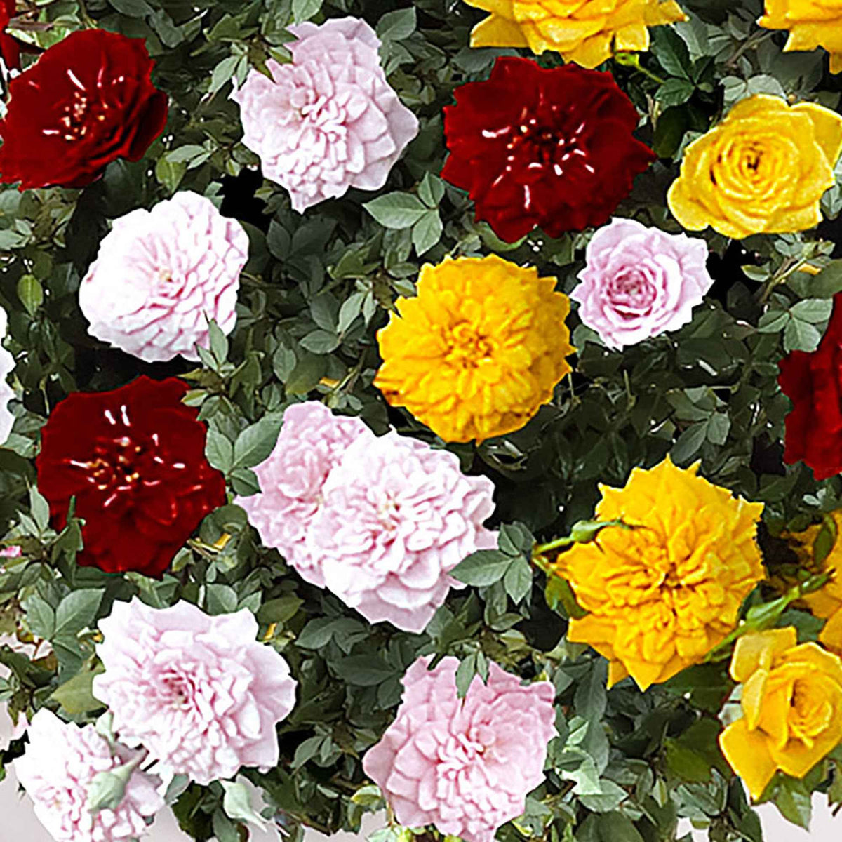 Rosier-tige 'Tricolor Parfum Bomb' - Rosa (T) Perfume Bomb - Bakker