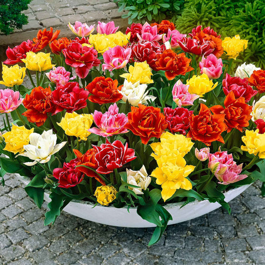 25x Tulipes doubles - mélange - Bulbes de fleurs populaires