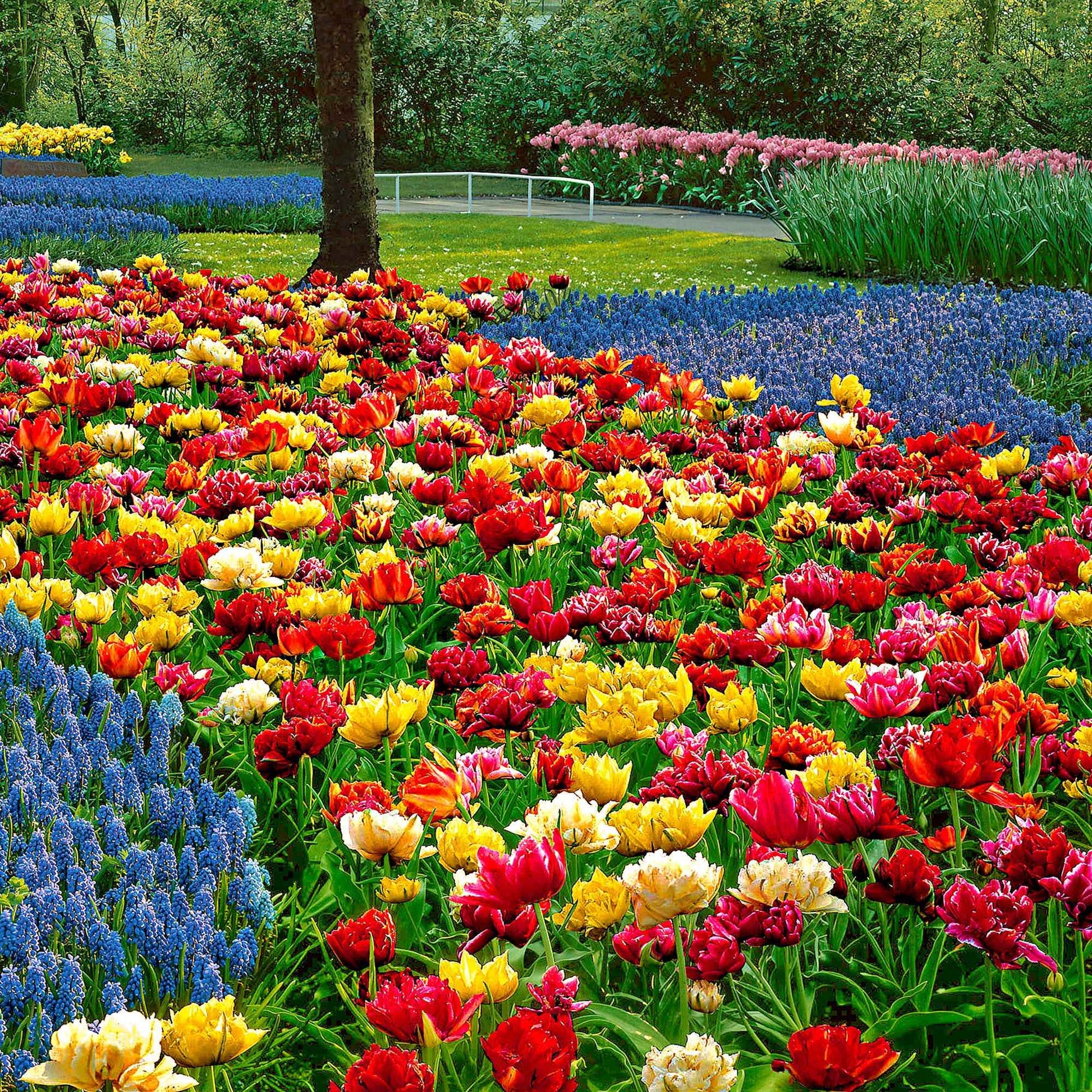 25x Tulipes doubles - mélange - Bulbes à fleurs