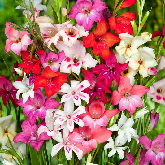 Glaïeuls nains Gladiolus - Mélange  'Nanus' - Bulbes d'été