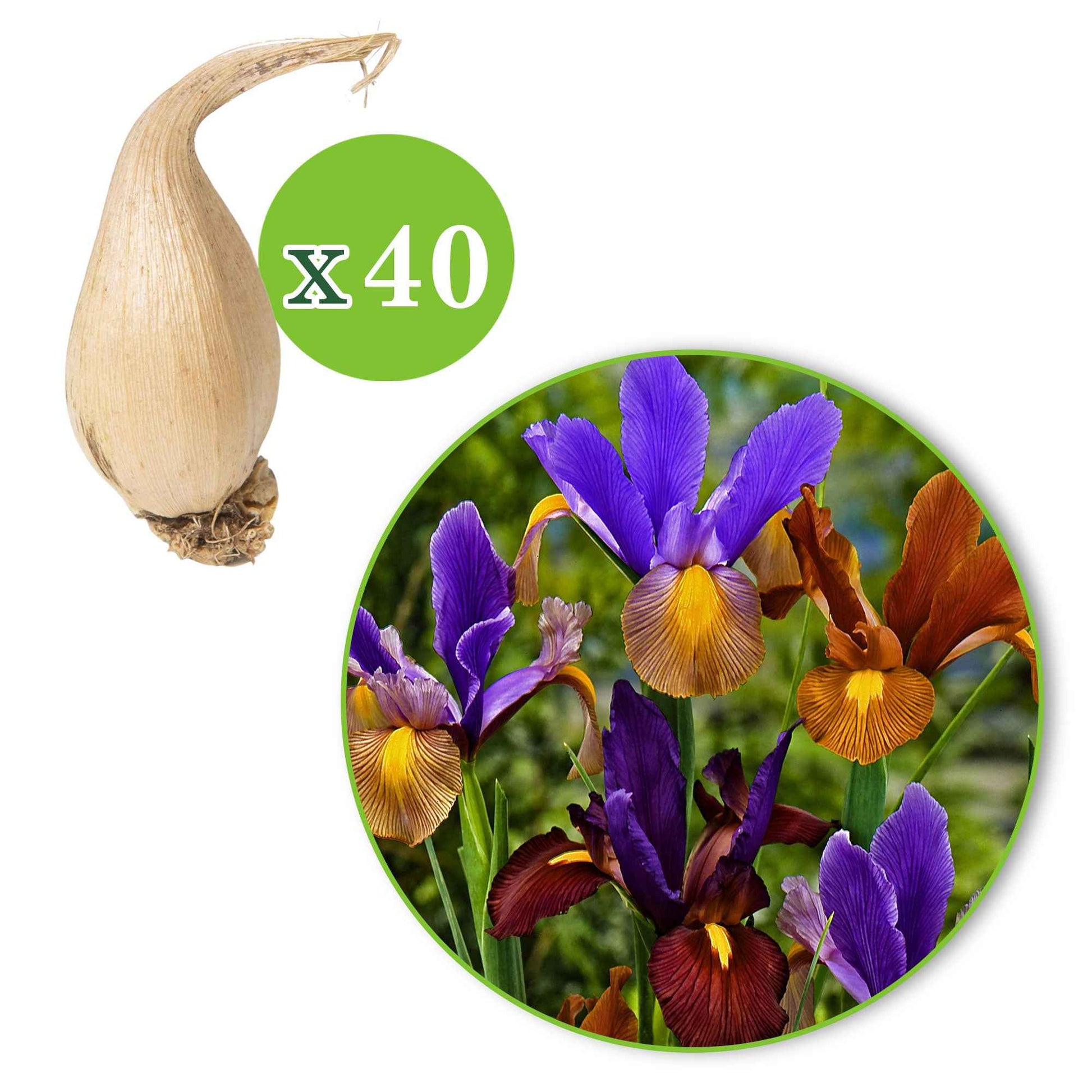 Iris de Hollande en mélange - 1x emballage (40 bulbes de fleurs) - Arbustes à papillons et plantes mellifères - undefined