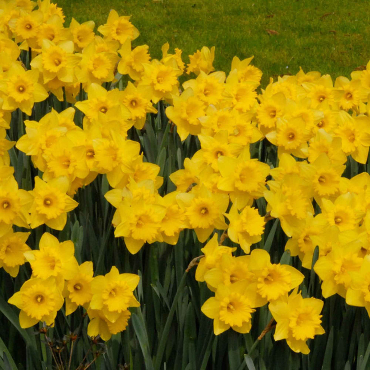 Narcissus 'dutch master' - 5 Narcisses Dutch Master - Bulbes de Narcisse