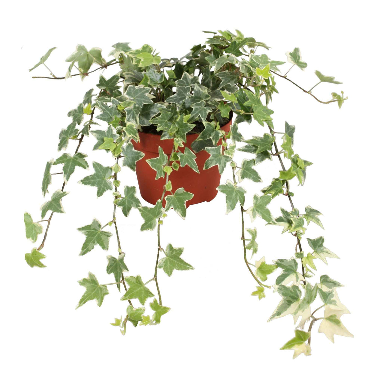 Hedera helix eva - Lierre grimpant Hedera 'Eva'  - Plante suspendue - Lierre