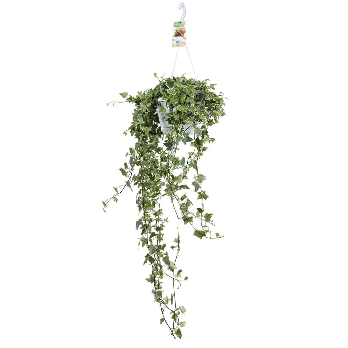 Lierre - Lierre grimpant Hedera 'Eva'  - Plante suspendue - Hedera helix eva