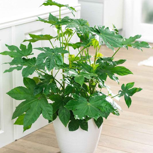 Aralia du Japon - Bakker