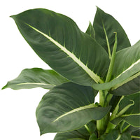 Dieffenbachia 'Green Magic' - Plantes d'intérieur : les tendances actuelles