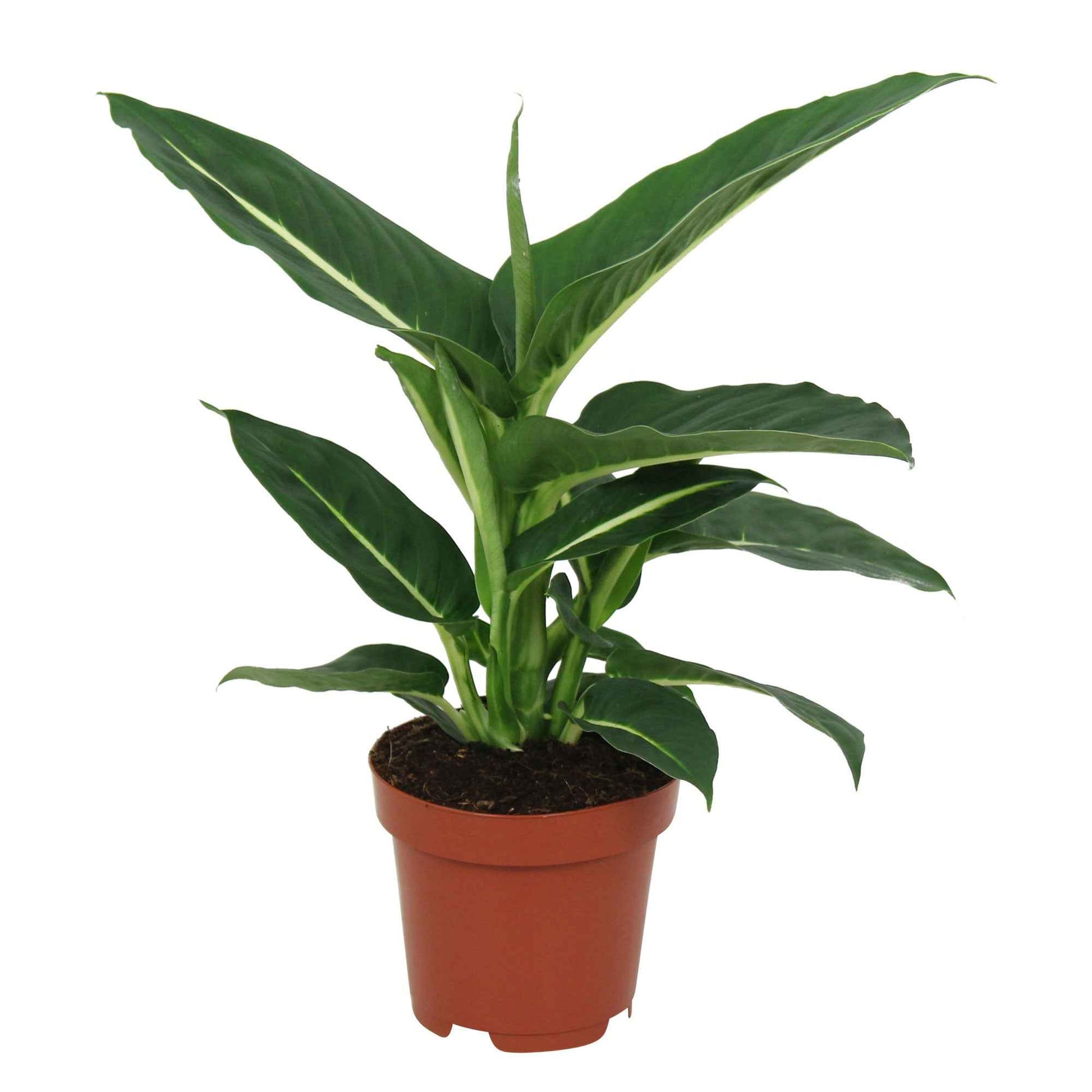 dieffenbachia green magic entretien Dieffenbachia 'Green Magic'