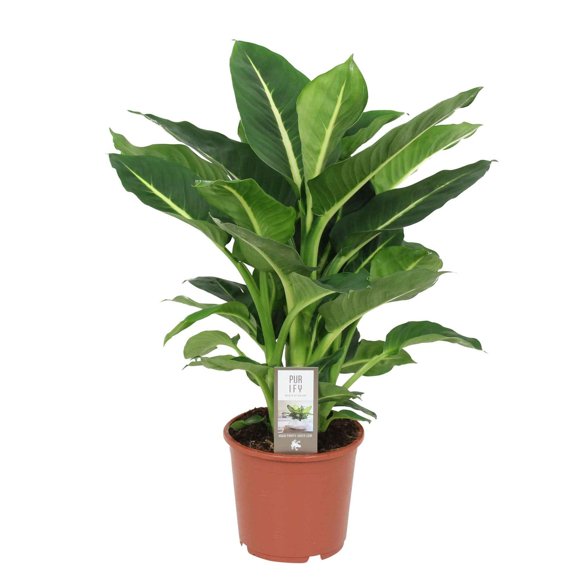 Dieffenbachia Green Magic - 1x hauteur de livraison 55-60 cm, pot de Diamètre 17 cm - Plantes d intérieur - undefined