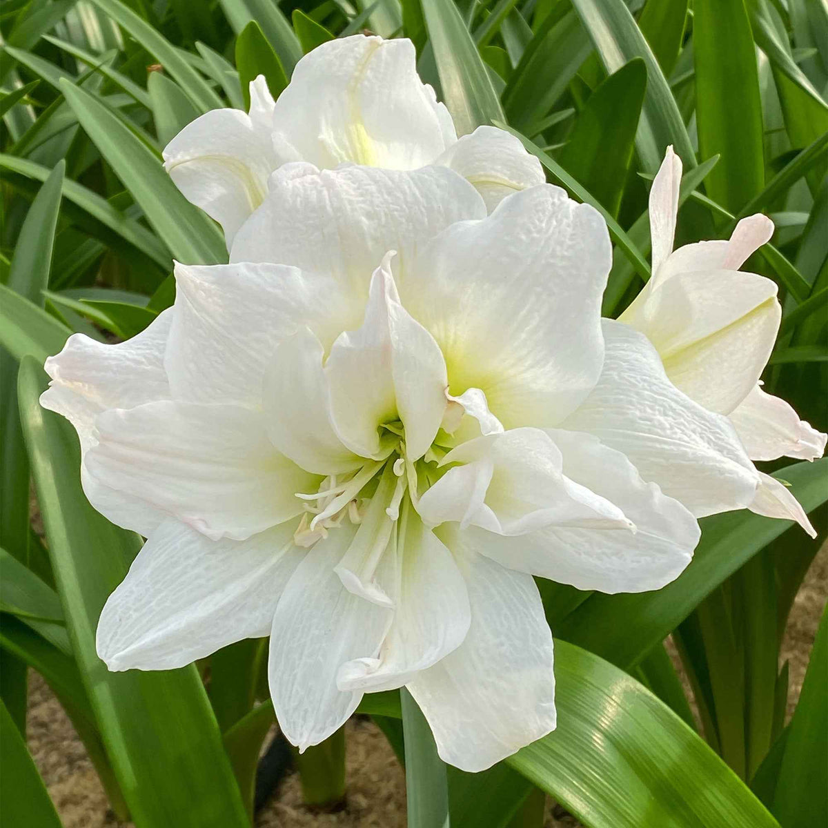 Amaryllis Happy Nymph, White Nymph - Collection d'Amaryllis rose et blanche - Bulbes d'Amaryllis