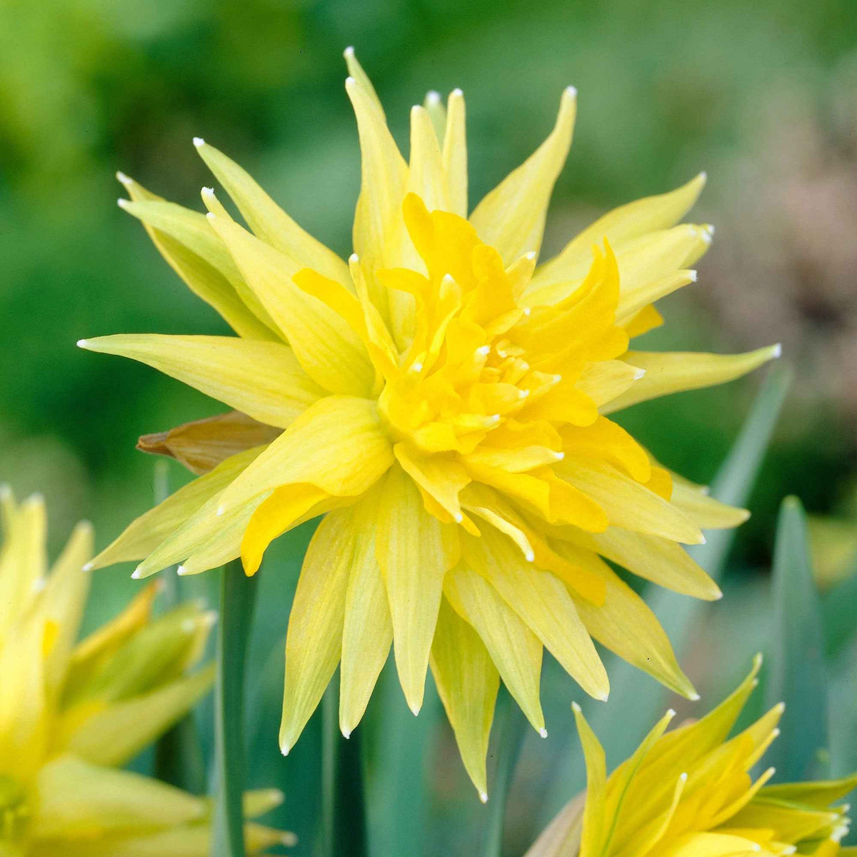 5 Mini-narcisses Rip van Winkle - Narcissus Rip van Winkle - Bakker