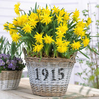 20x Narcisses  Narcissus 'Rip van Winkle' jaune - Bulbes de fleurs attirant les abeilles et les papillons