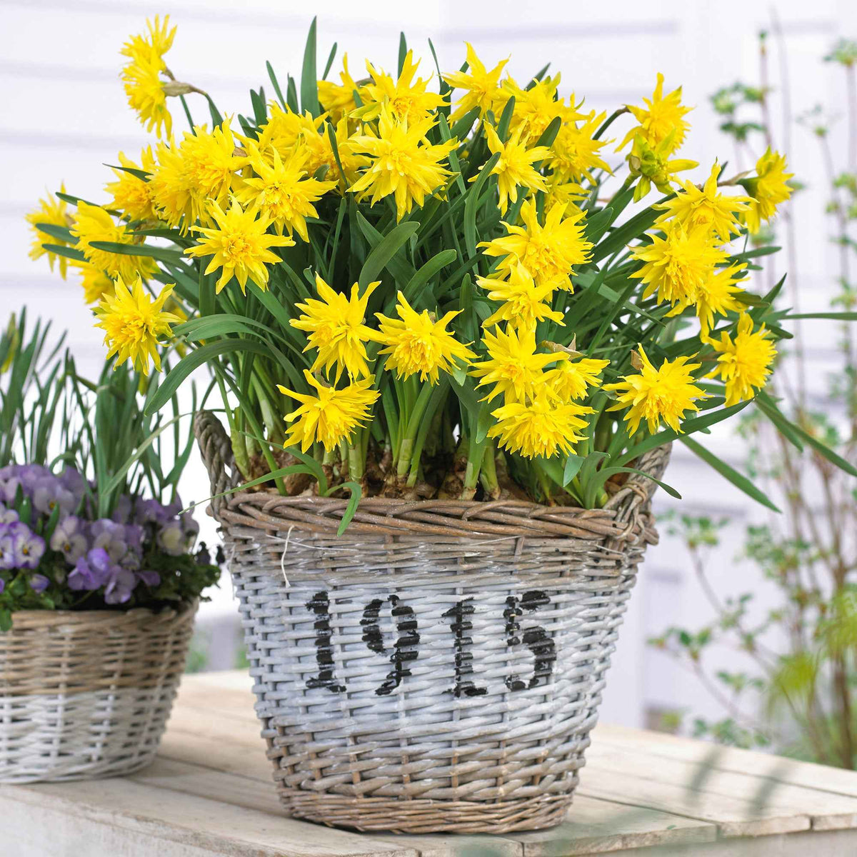 5 Mini-narcisses Rip van Winkle - Bakker