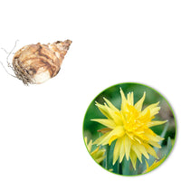 Mini-narcisses Rip van Winkle - 1x emballage (20 bulbes de fleurs) - Arbustes à papillons et plantes mellifères - undefined