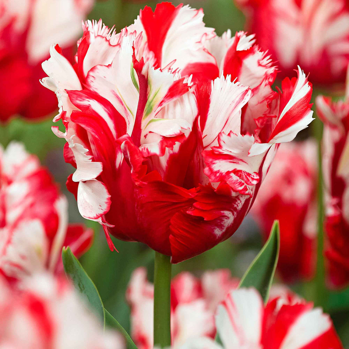10 Tulipes perroquet Estella Rijnveld - Bakker