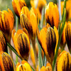 25x Crocus Crocus 'Orange Monarch' orangé-noir - Arbustes à papillons et plantes mellifères