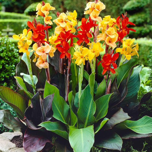 4 Cannas pour bordure en mélange - Bakker