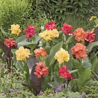 4 Cannas pour bordure en mélange - Canna happy (emily, carmen, wilma, cleo) - Bakker