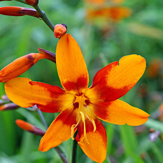 15 Crocosmias bicolores - Bakker