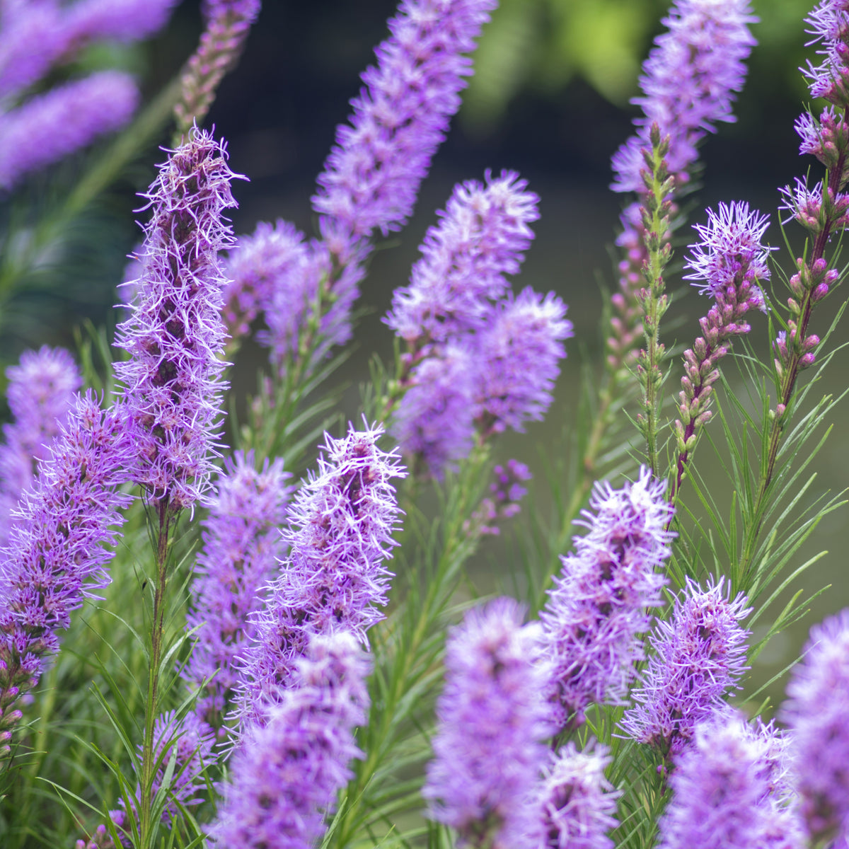 Liatris spicata - 25 Plumes du Kansas - Massif de bulbes naturel
