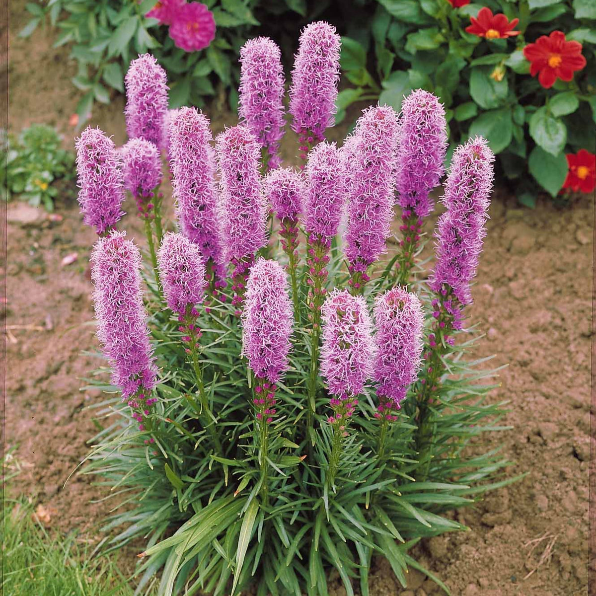 25 Plumes du Kansas - Liatris spicata - Bakker