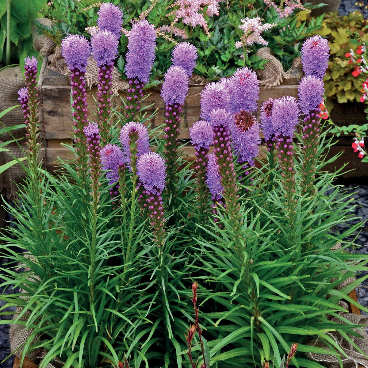 Vente 25 Plumes du Kansas - Massif de bulbes naturel