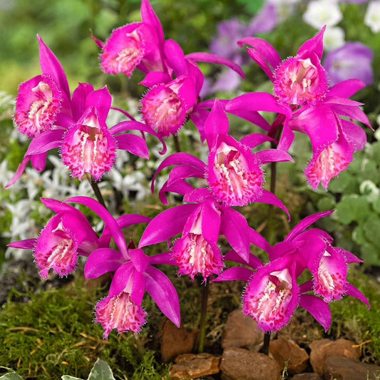 Orchidée 'Pleione Tongariro' - Bakker