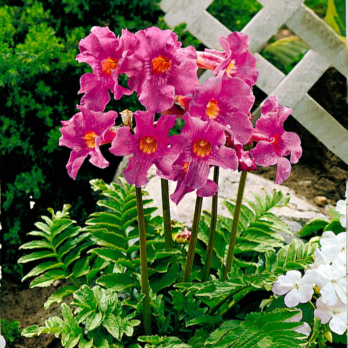 Incarvillée de Delavay - Incarvillea delavayi - Bakker