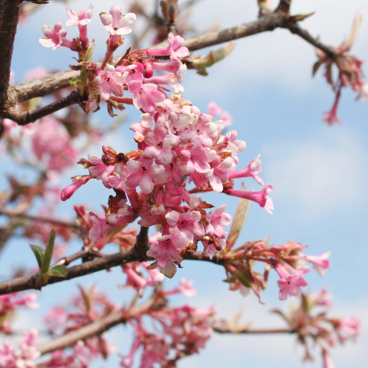 Viorne d'hiver 'Dawn' - Viburnum bodnantense Dawn - Bakker