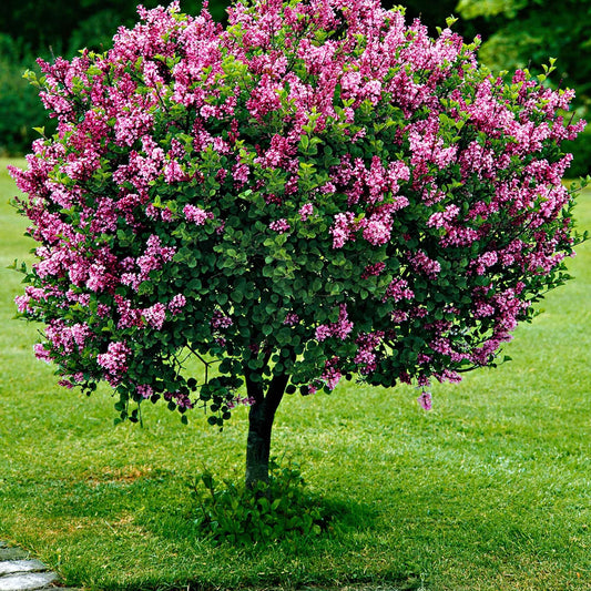 Lilas nain 'Palibin' sur tige - Bakker