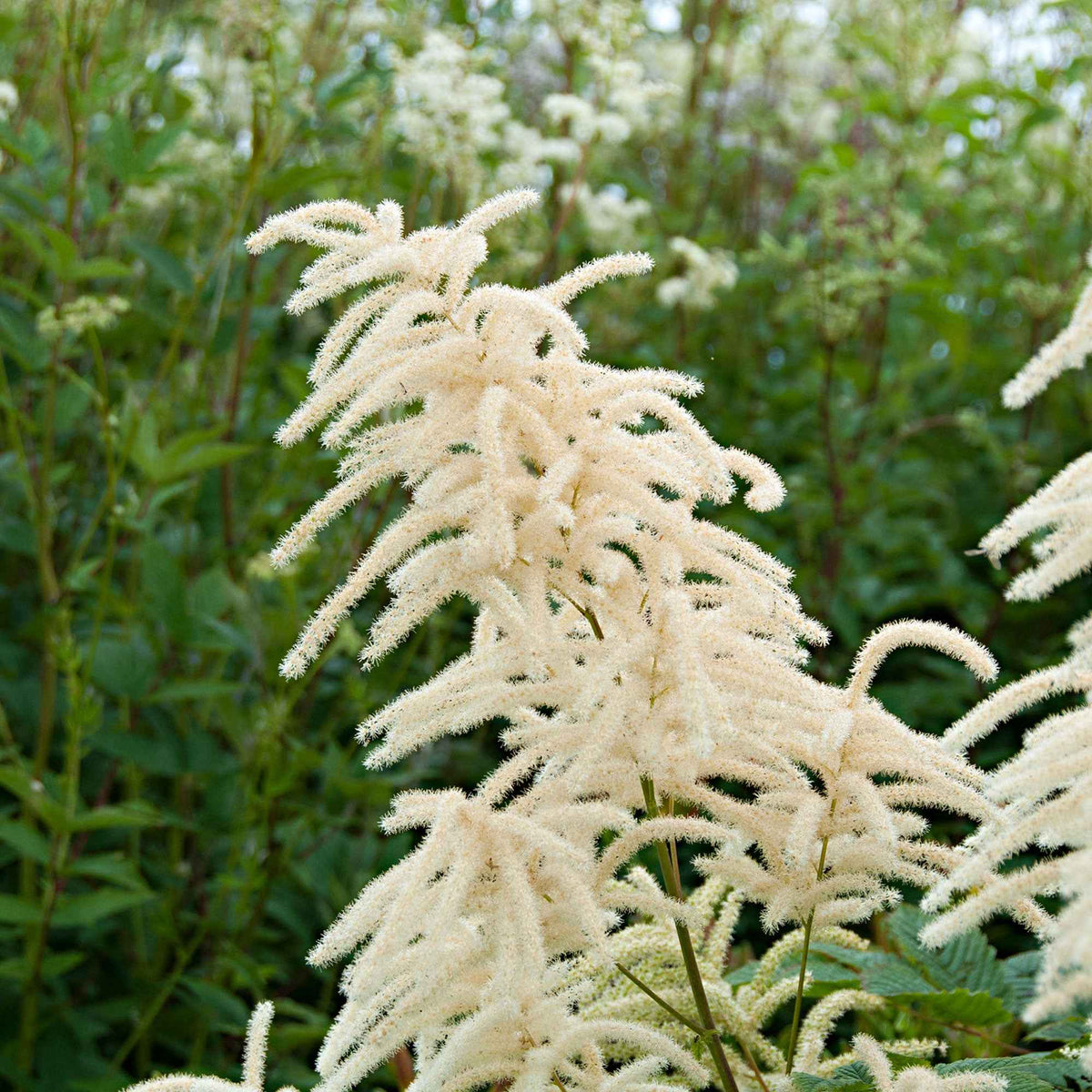 Racines nues - Barbe de bouc dioïques - Aruncus dioicus