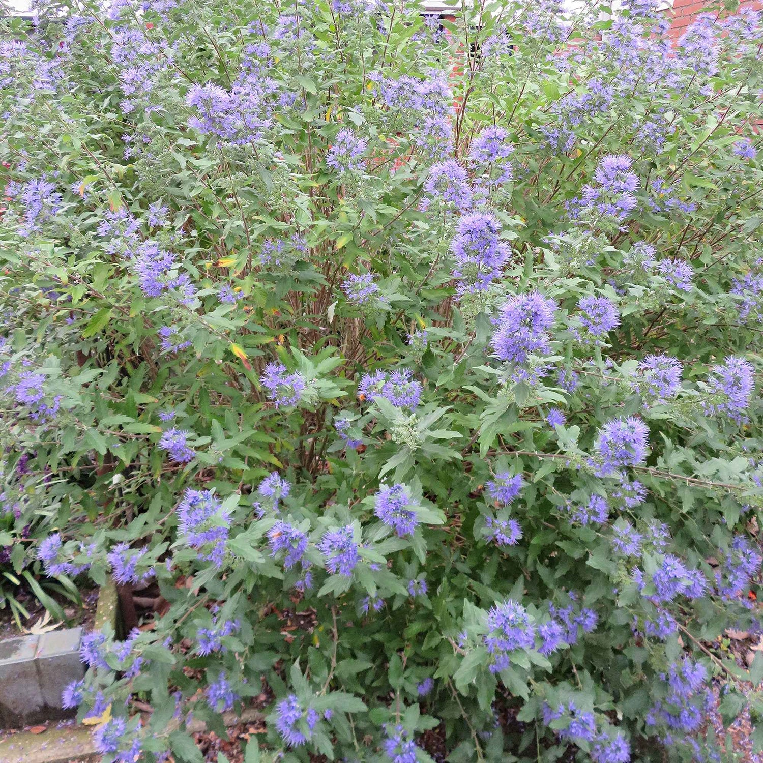 Caryopteris